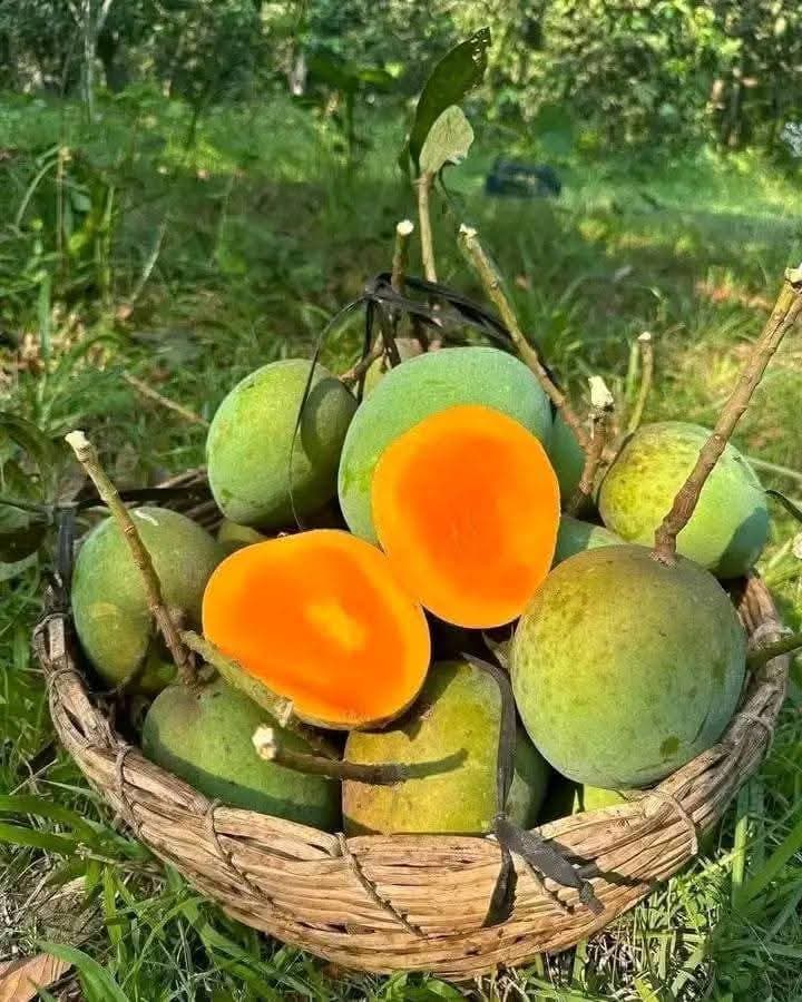 হিমসাগর আম 12 কেজি