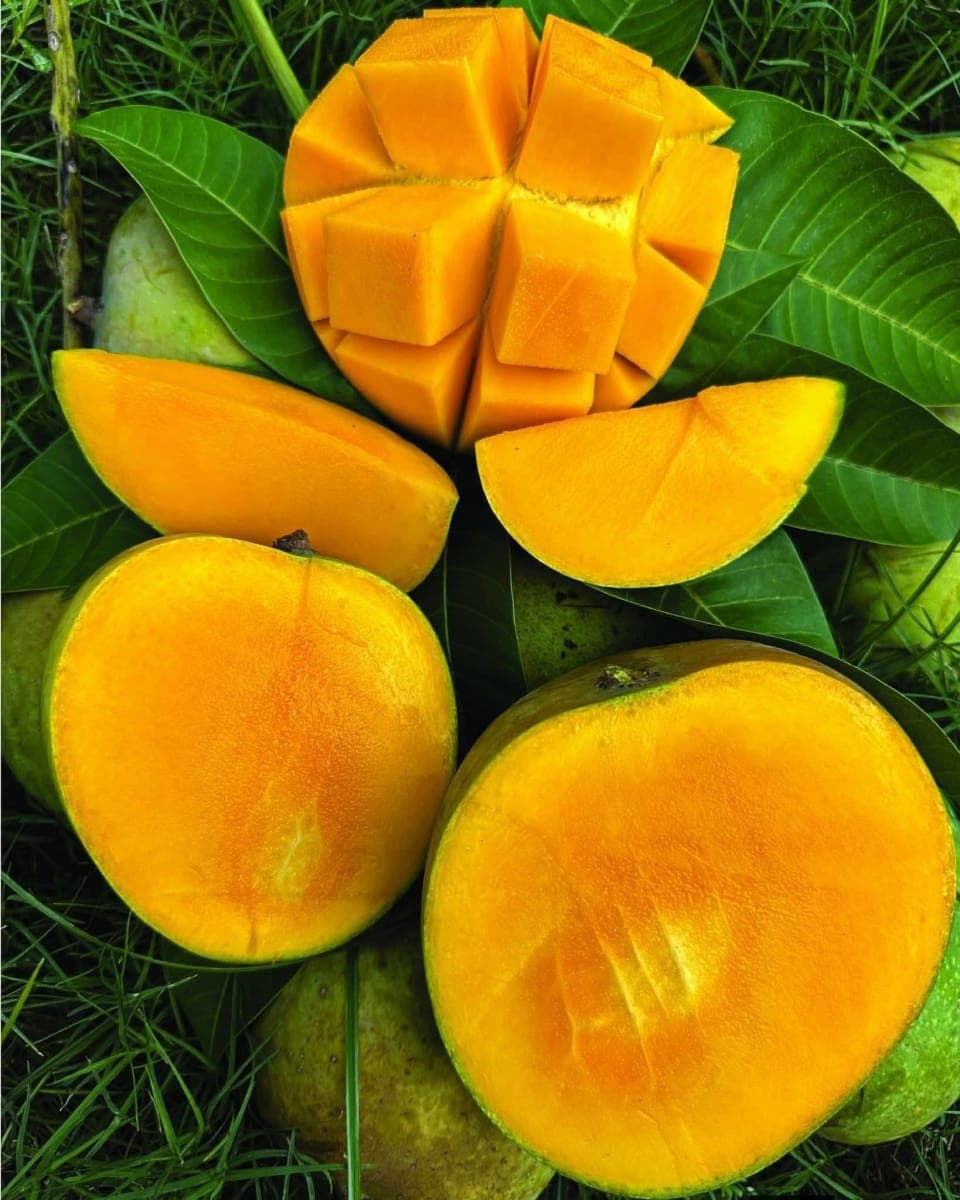 হিমসাগর আম 24 কেজি