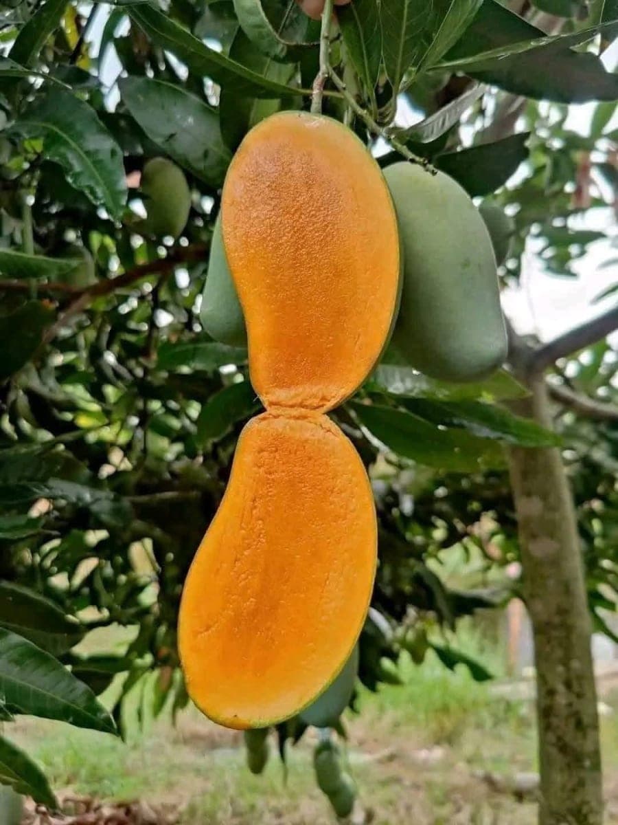 24 কেজি আম্রপালি আম