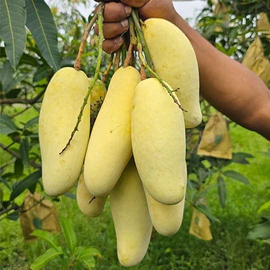 22 কেজি ব্যানানা ম্যাংগো