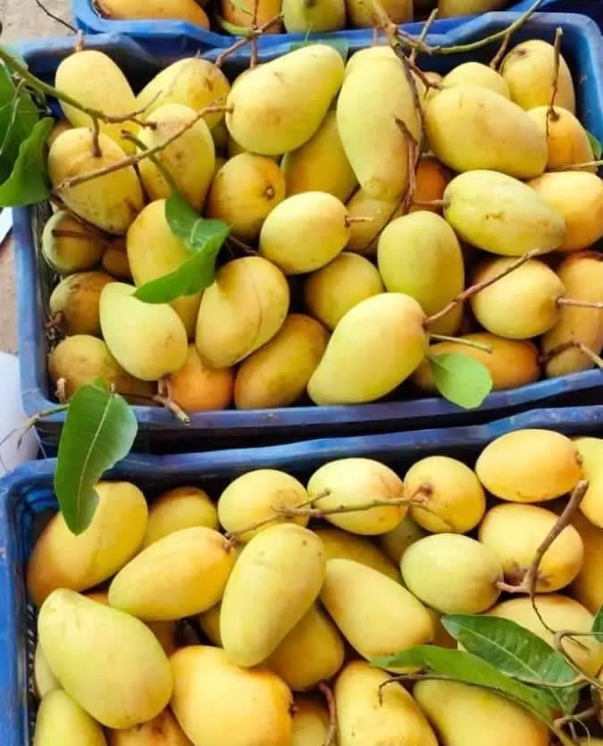 সুইট কাটিমন আম (10kg)