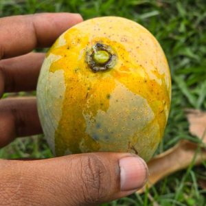 রাজশাহীর কড়া মিষ্টি গোপালভোগ আম