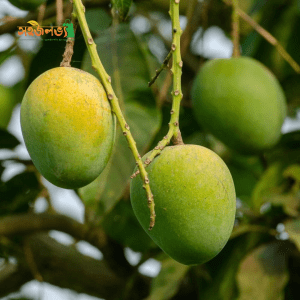 Himasagar (হিমসাগর)