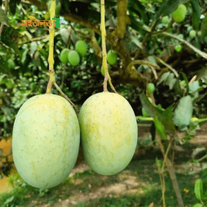 lengra (সুমিষ্ট লেংড়া আম)