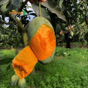 Amrupali (আমরুপালী)